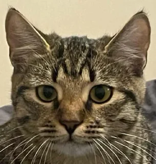 Sticker Нала - 10