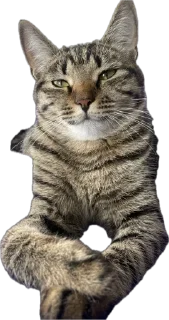 Sticker Нала - 4