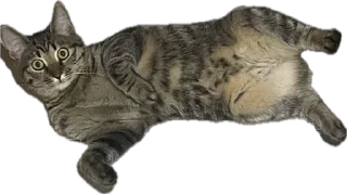 Sticker Нала - 8