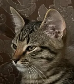 Sticker Нала - 2