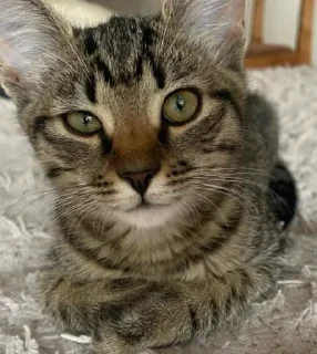 Sticker Нала - 9