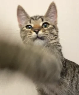 Sticker Нала - 7