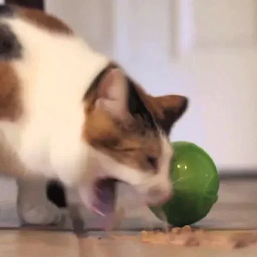 комнатный животное кошка