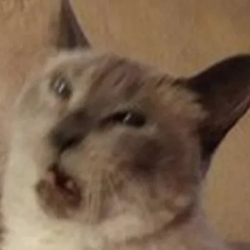 млекопитающее животное кошка