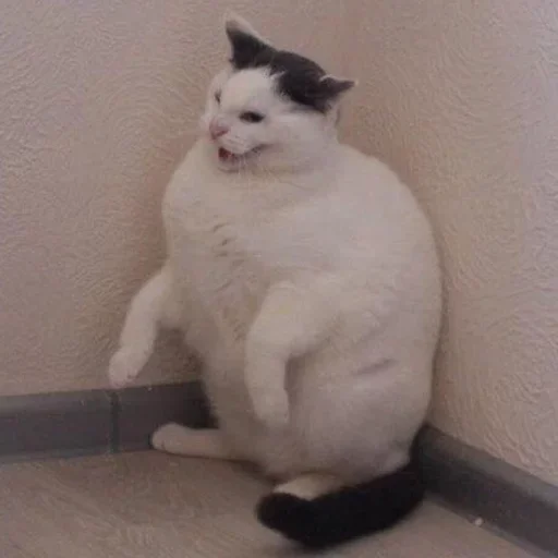 млекопитающее животное кошка