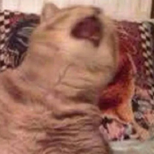 animal mammal indoor