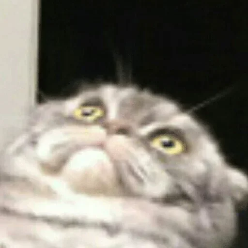 животное кошка млекопитающее