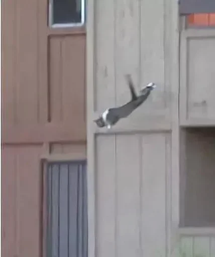 outdoor building bird