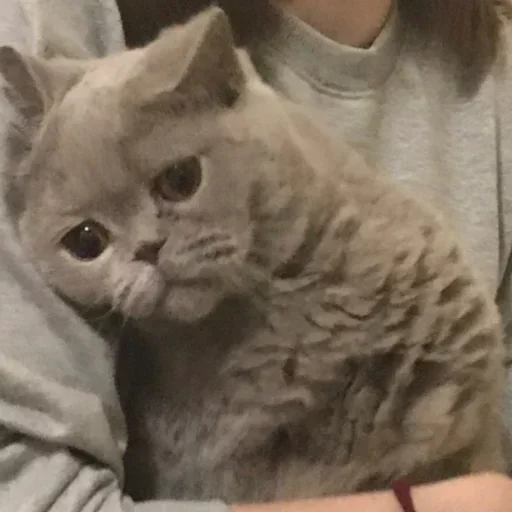 кошка домашняя кошка кошки малого и среднего размера