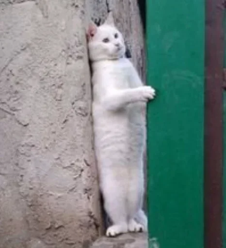 animal mammal domestic cat