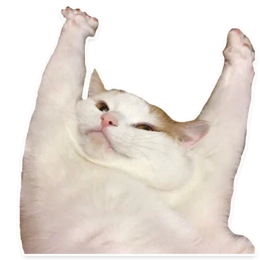 animal small to medium-sized cats felidae