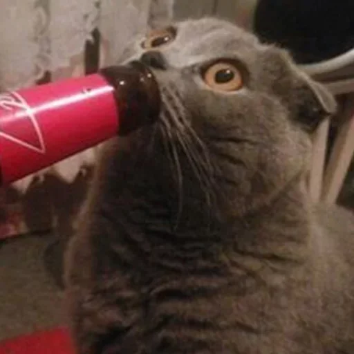 soft drink animal cat