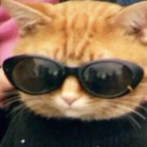 eyewear small to medium-sized cats goggles