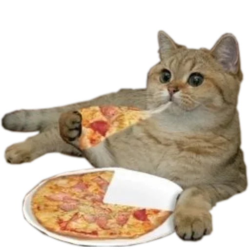 Koshken by @fStikBot - cat