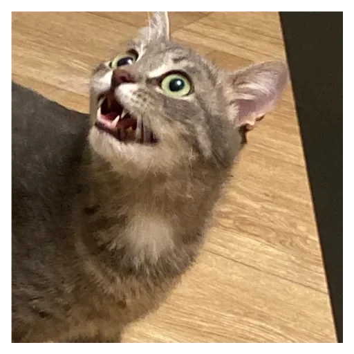 Стикер Кошки - 11