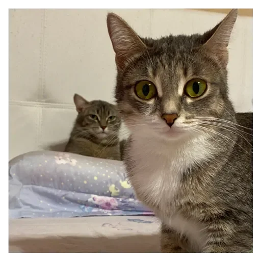 Стикер Кошки - 10