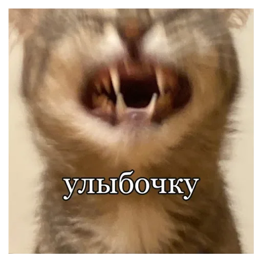 Стикер Кошки - 8