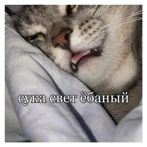 Стикер Кошки - 6