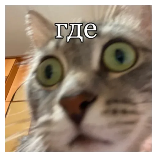 Стикер Кошки - 5