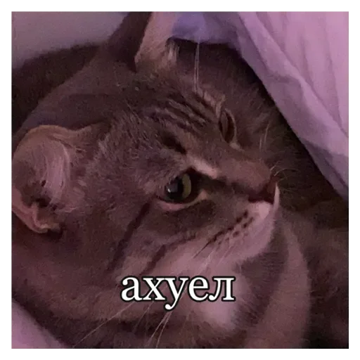 Стикер Кошки - 4