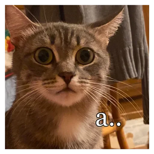 Стикер Кошки - 3