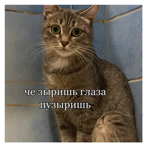 Стикер Кошки - 2