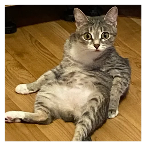 Стикер Кошки - 1