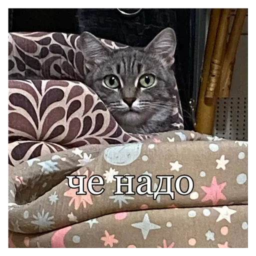 Стикер Кошки - 0