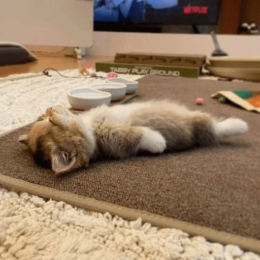 Кошьки @cute_meow_cats - 