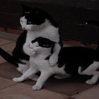 Sticker Кошьки @cute_meow_cats - 7