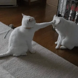 Sticker Кошьки @cute_meow_cats - 11