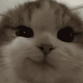 Sticker Кошьки @cute_meow_cats - 2