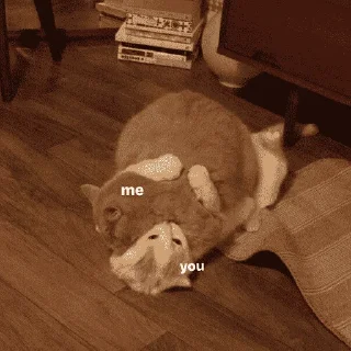 Sticker Кошьки @cute_meow_cats - 10