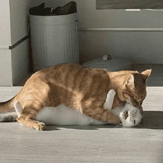 Sticker Кошьки @cute_meow_cats - 5