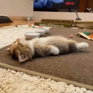 Sticker Кошьки @cute_meow_cats - 3