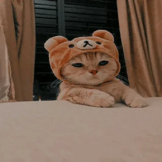 Sticker Кошьки @cute_meow_cats - 4