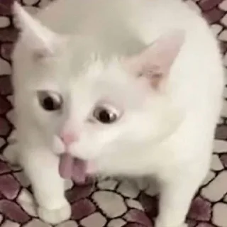 Sticker Кошьки @cute_meow_cats - 6