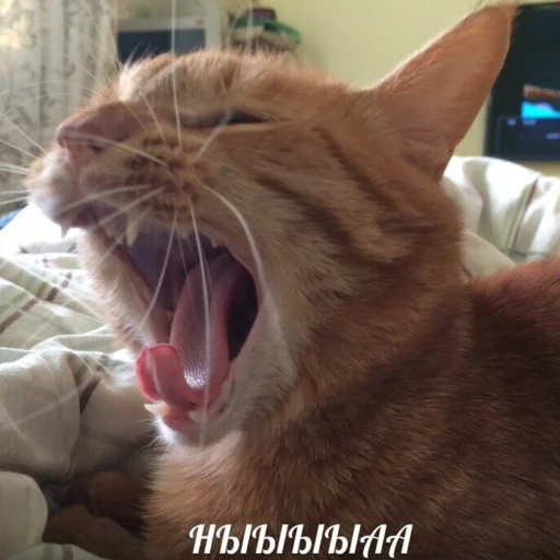 Sticker Koshki_axazaxaxafasceafhy - 1