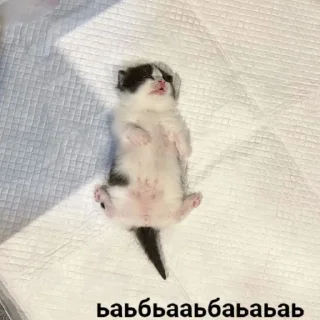 Sticker Кошьки ахахахаха - 1