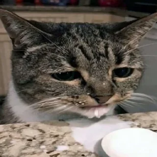 Sticker Кошьки ахахахаха - 10