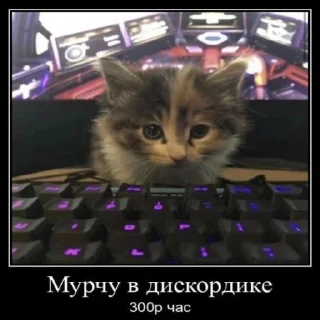 Sticker Кошьки ахахахаха - 9