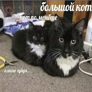 Sticker Кошьки ахахахаха - 6