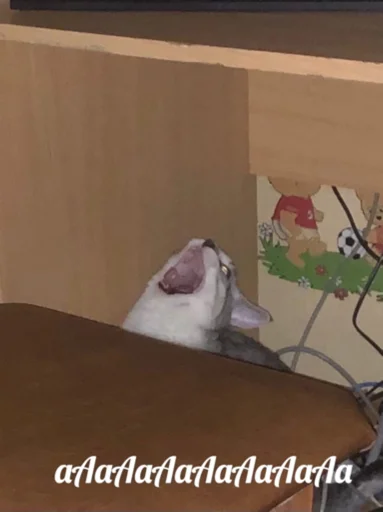 Стикер 😼 - 11