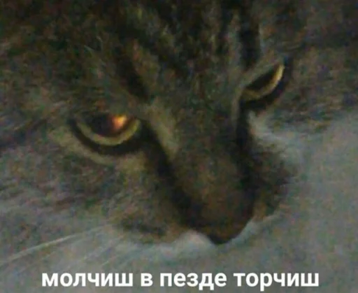 Стикер 😼 - 2