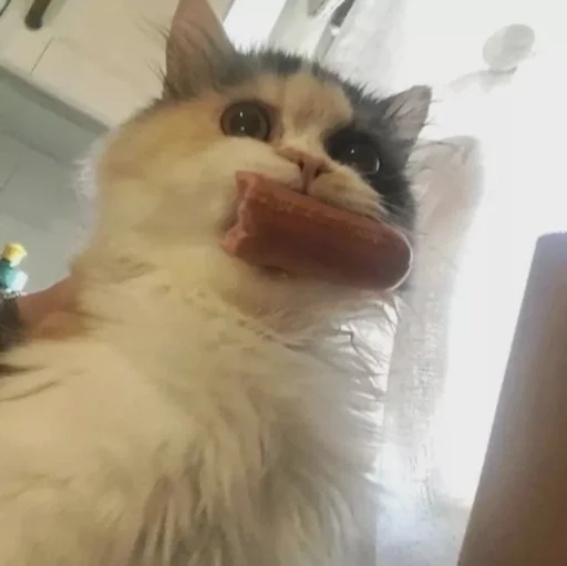 Стикер 😼 - 1