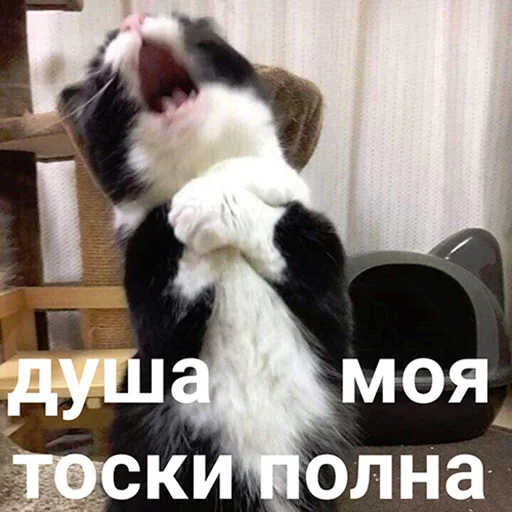 Sticker KoshkoyPoGolove - 1