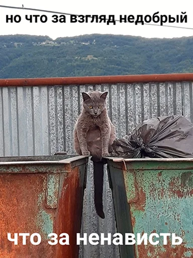 Стикер KoshkoyPoGolove - 1