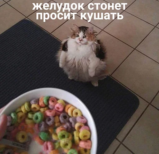 Стикер KoshkoyPoGolove - 1