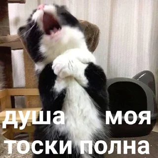 Sticker кошкой по голове https://vk.com/kishikosh - 11