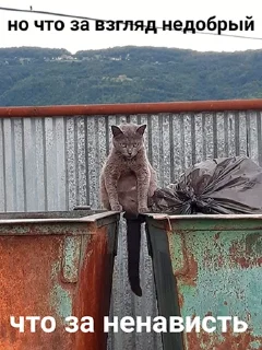 Sticker кошкой по голове https://vk.com/kishikosh - 7